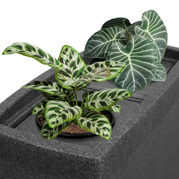 Topfpflanze mit bunten Blättern auf schwarz strukturierter Oberfläche, ideal zur Sammlung von YourCasa Regentonne 275 Liter [SquareLux Rain] - Eckig und Schmal von yourcisade.com.