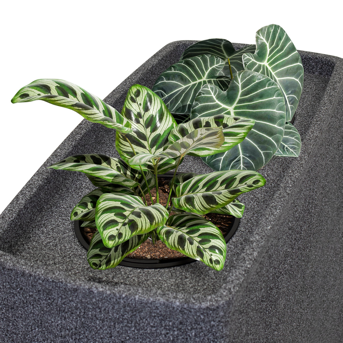 Topfpflanze Calathea mit markantem Blattmuster auf frosticher strukturiertem grauem Hintergrund. 
Produktname: yourcisade.com Regentonne 270 Liter [QuadraFlow Rain] Eckig und Schmal